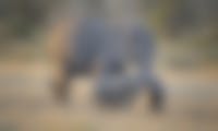 Kenya har fordoblet antallet af elefanter i på tre årtier. Og i Amboseli National Park i Kenya er der rekordmange nye babyelefanter. Hele 140 nye babyelefanter er født i år indtil videre og flere er på vej. Foto: CCBY Diana Robinson
