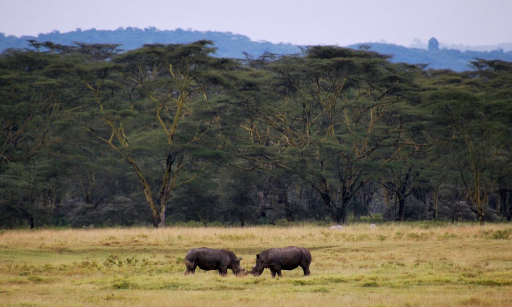 To sorte næsehorn ved Lake Nakuru, Kenya. Foto: CCBY Carine06