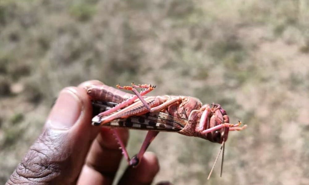 Når græshopperne er indfanget og tørret, kan de bruges til dyrefoder. Foto: The Bug Picture.