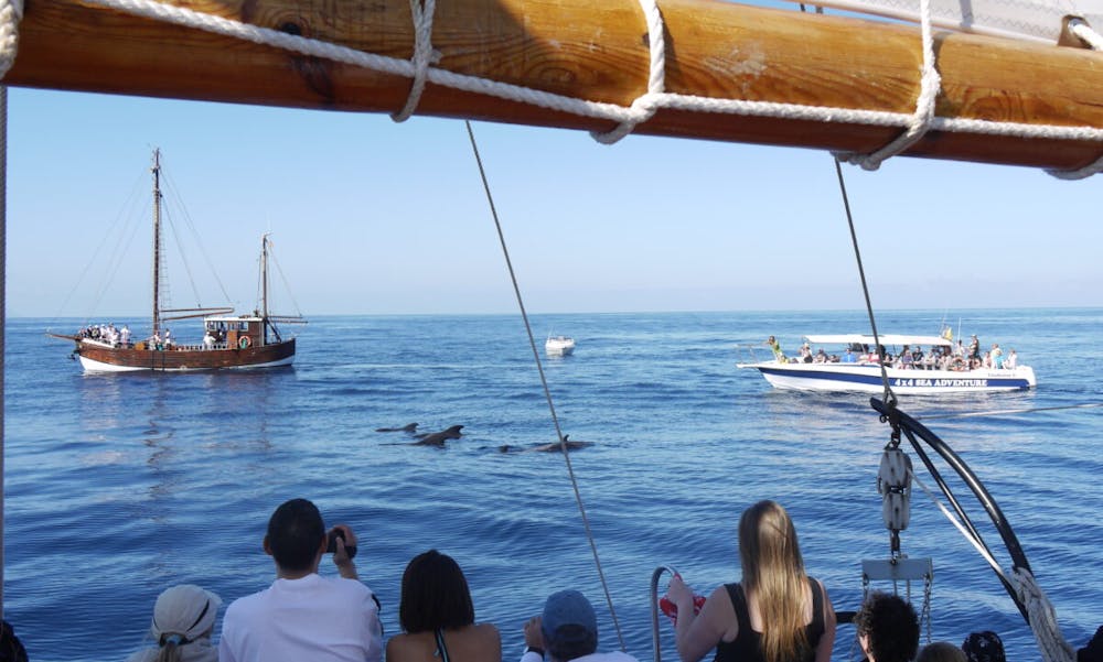 Der er rift om hvalerne ved Tenerife. Nu skal der bedre styr på turismen. Foto: CCBY Malcolm Murdoch