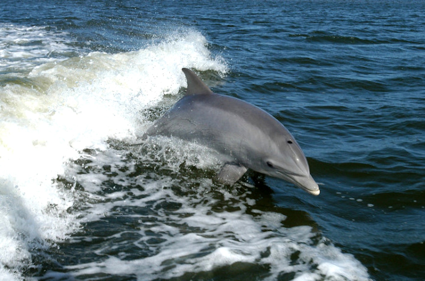 Delfiner vender til renere flod | Bedste Nyheder