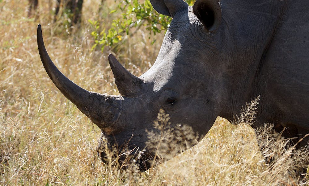 Et næsehorn i Kruger National Park. Foto: CCBY Heribert Bechen