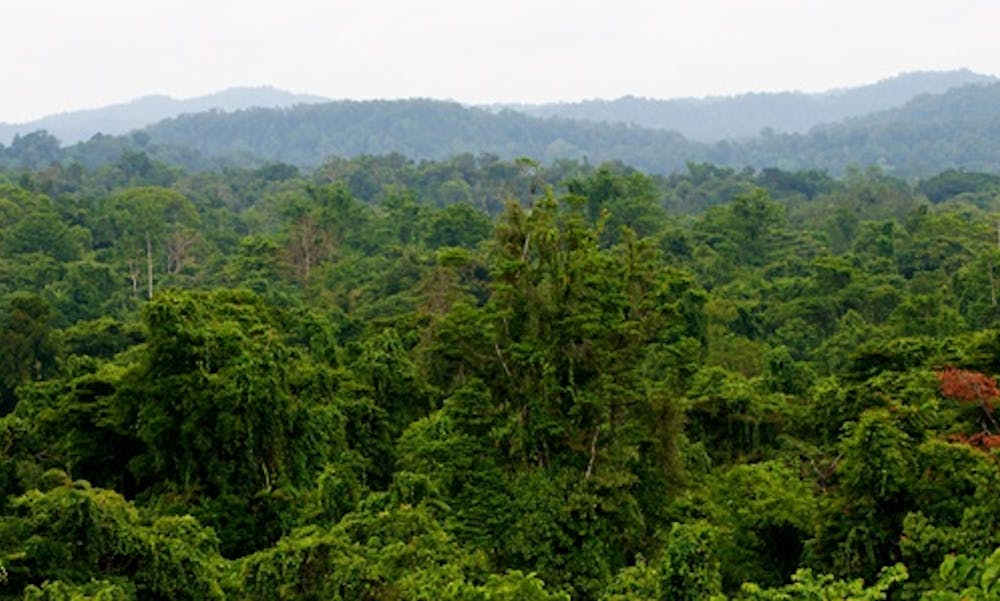 Foto: Mokhammad Edliadi for Center for International Forestry Research (CIFOR)