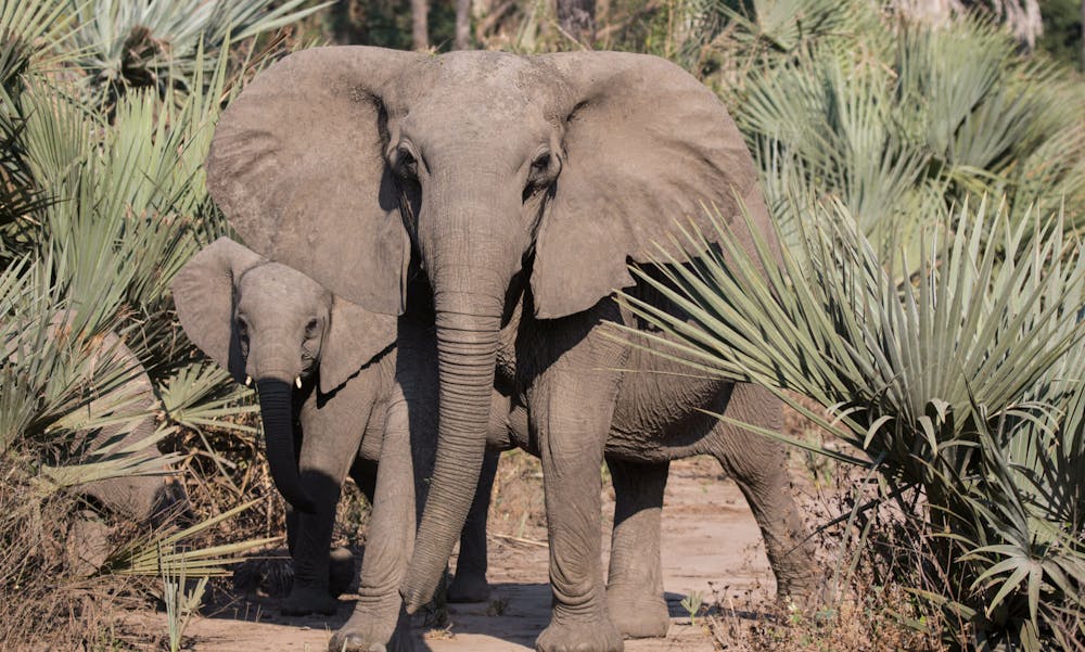 Flere og flere dyr bliver genudsat i nationalparken Zinave, blandt andet elefanter. Billedet er ikke fra Zinave, men en anden park i Mozambique. Foto: Jacques Le Roux, Istock