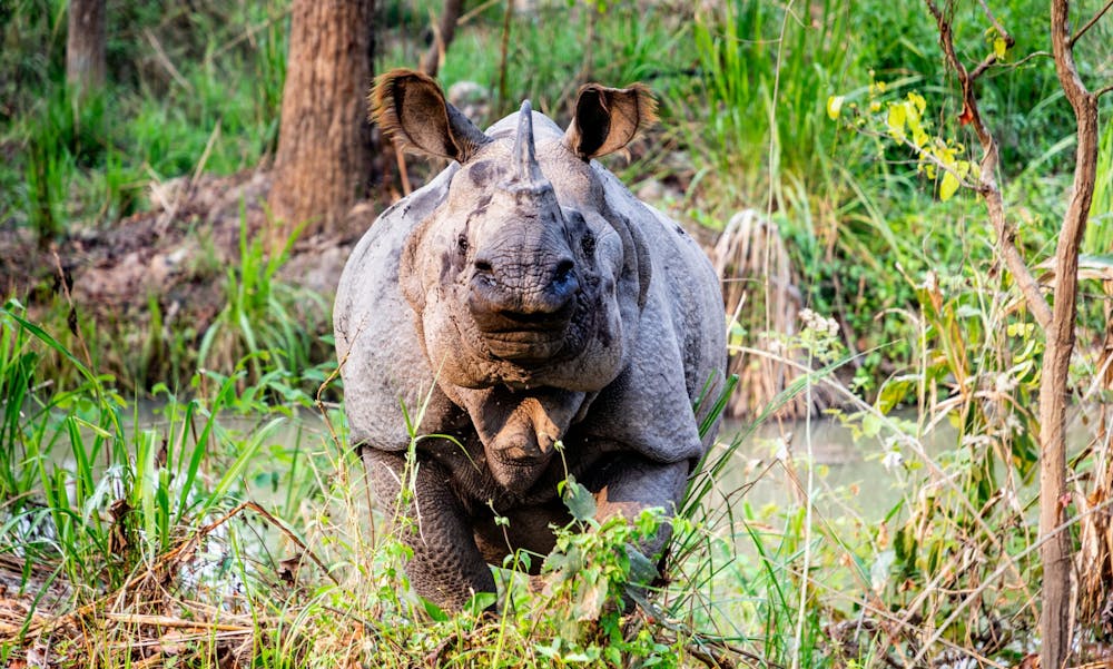 En kæmpe indsats mod krybskytter og samarbejde med lokalbefolkningen betyder, at det truede indiske næsehorn går fremad i Nepal. Foto: Kedar Bhusal on Unsplash