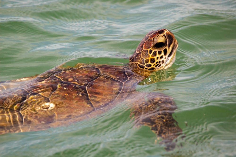 Verdens mindste havskildpadde har stor fremtid | Verdens Bedste