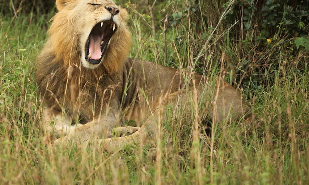 I Kenya stiger andelen af løver, blandt andet på grund af Lion Lights. Foto: Unsplash