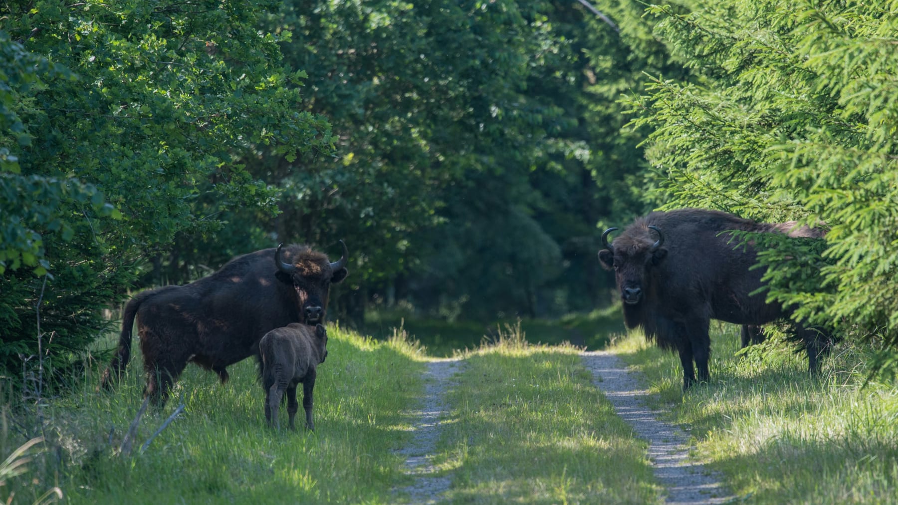 Tilbage i 2012 blev der sat seks bisonkøer og én bisontyr ud i Bisonskoven i Almindingen på Bornholm. I dag er der 10 bisoner i skoven. 
