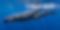 I hodet til hvalarten ligger det opp mot 2000 liter flytende fiskeolje som man tidligere trodde var hvalens sperm, derfor kalles hvalene for spermhval. Foto: Gabriel Barathieu / CC BY-SA 2.0 DEED 